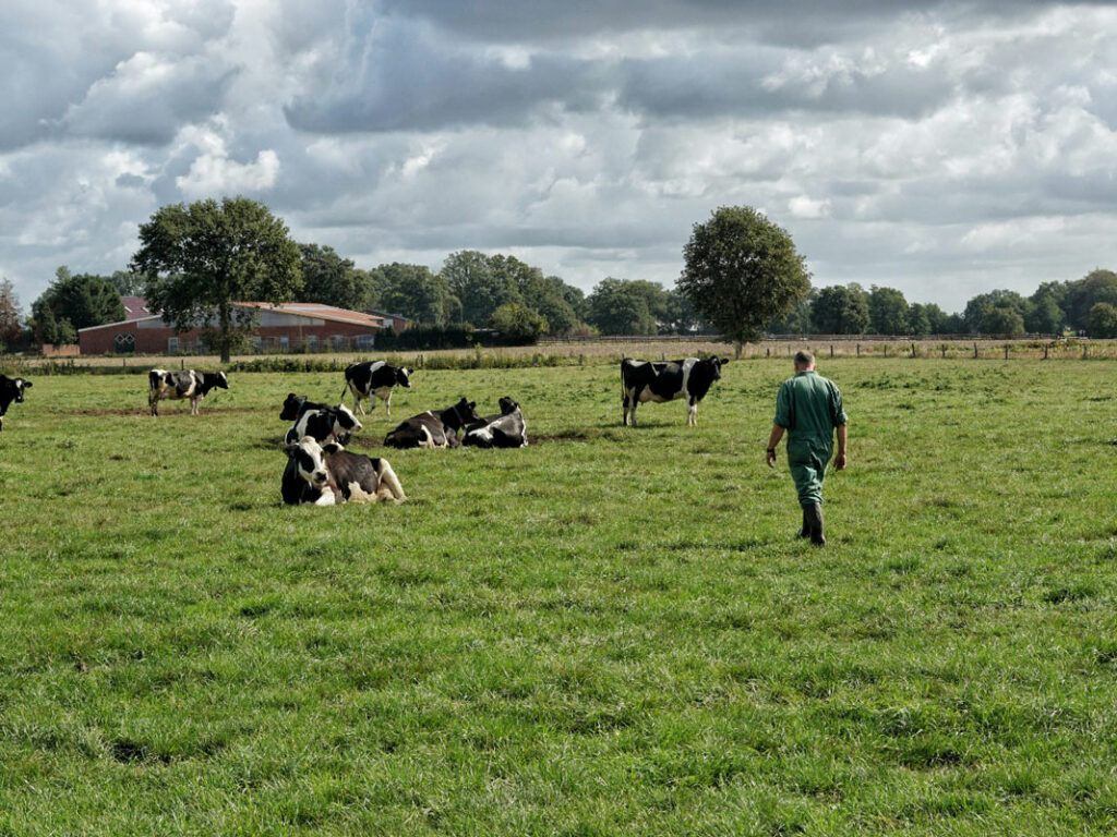 Ein Betriebshelfer geht auf einer Wiese zu den Kühen