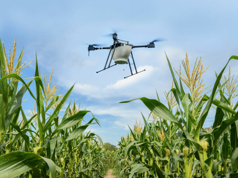 Drohneneinsatz zur biologischen Maiszünslerbekämpfung.