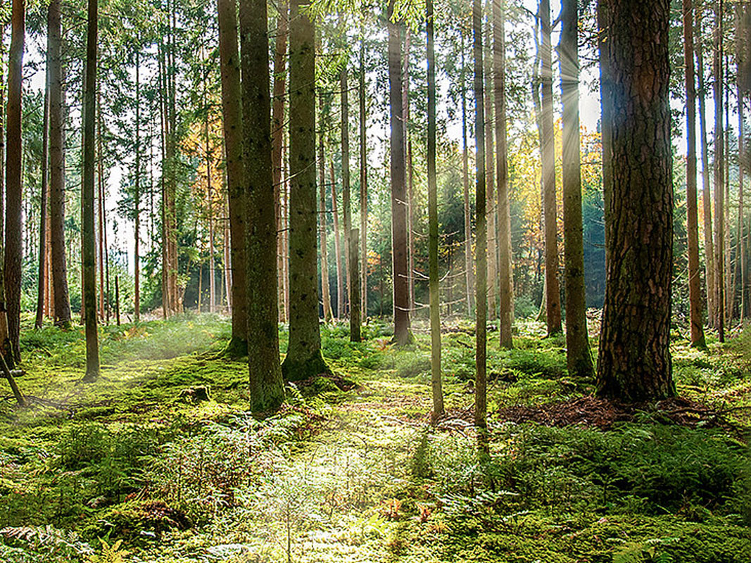 Waldstück im Kreis Soest