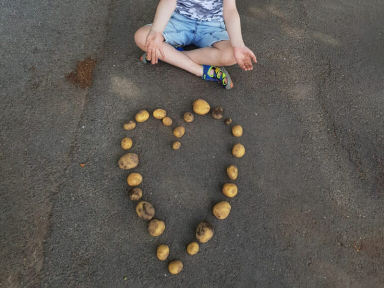 Ein Kartoffelherz nach der Ernte