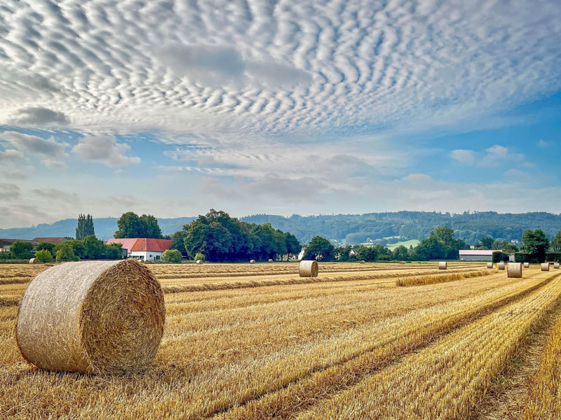 Ein Feld mit Rundballen im Spätsommer, blauer Himmel, weiße Streifen-Wolken