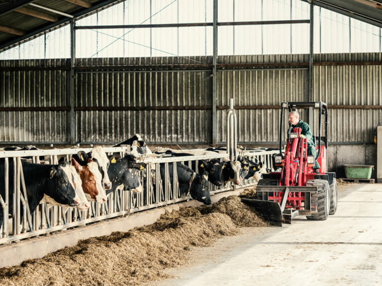 Unsere Betriebshelfer kümmern sich um die Tiere auf den Betrieben. Hier werden gerade die Kühr gefüttert.