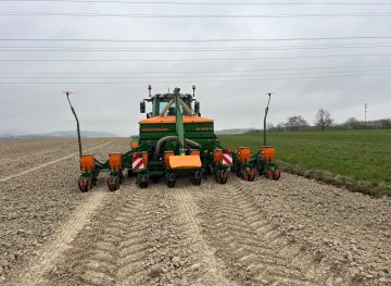 Maislegen Maislegen