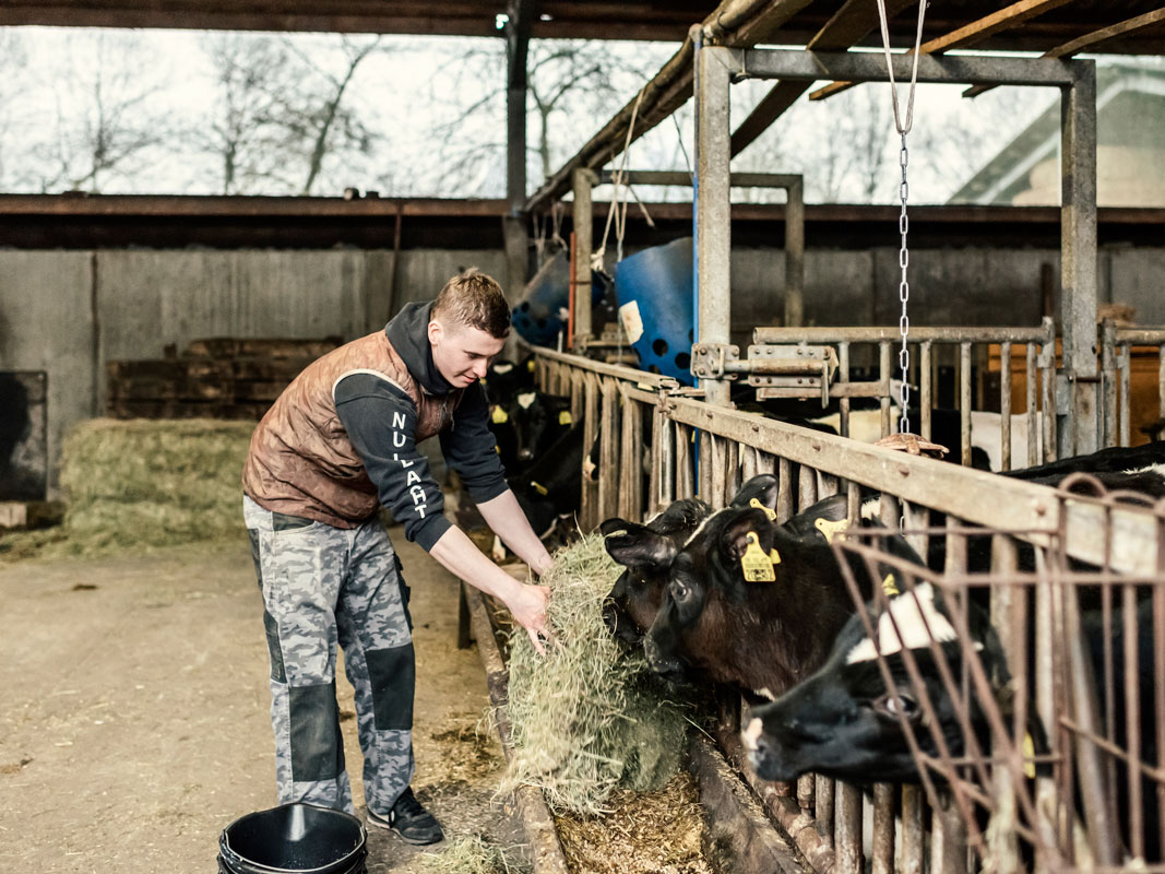 Betriebshelfer Max am Kälber füttern