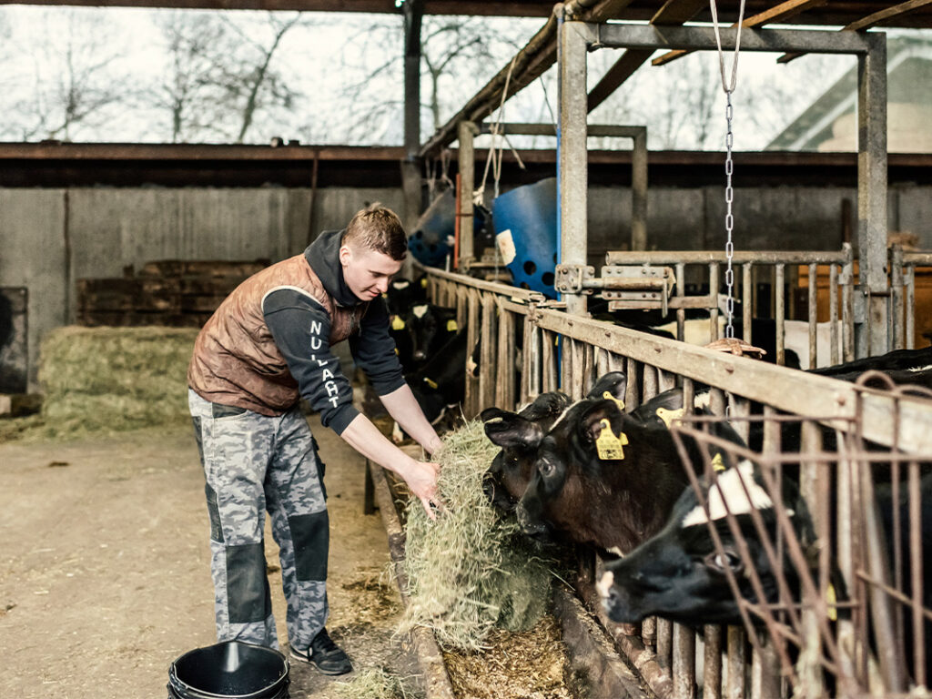 mr bhd westfalen lippe betriebshelfer fuettert kaelber